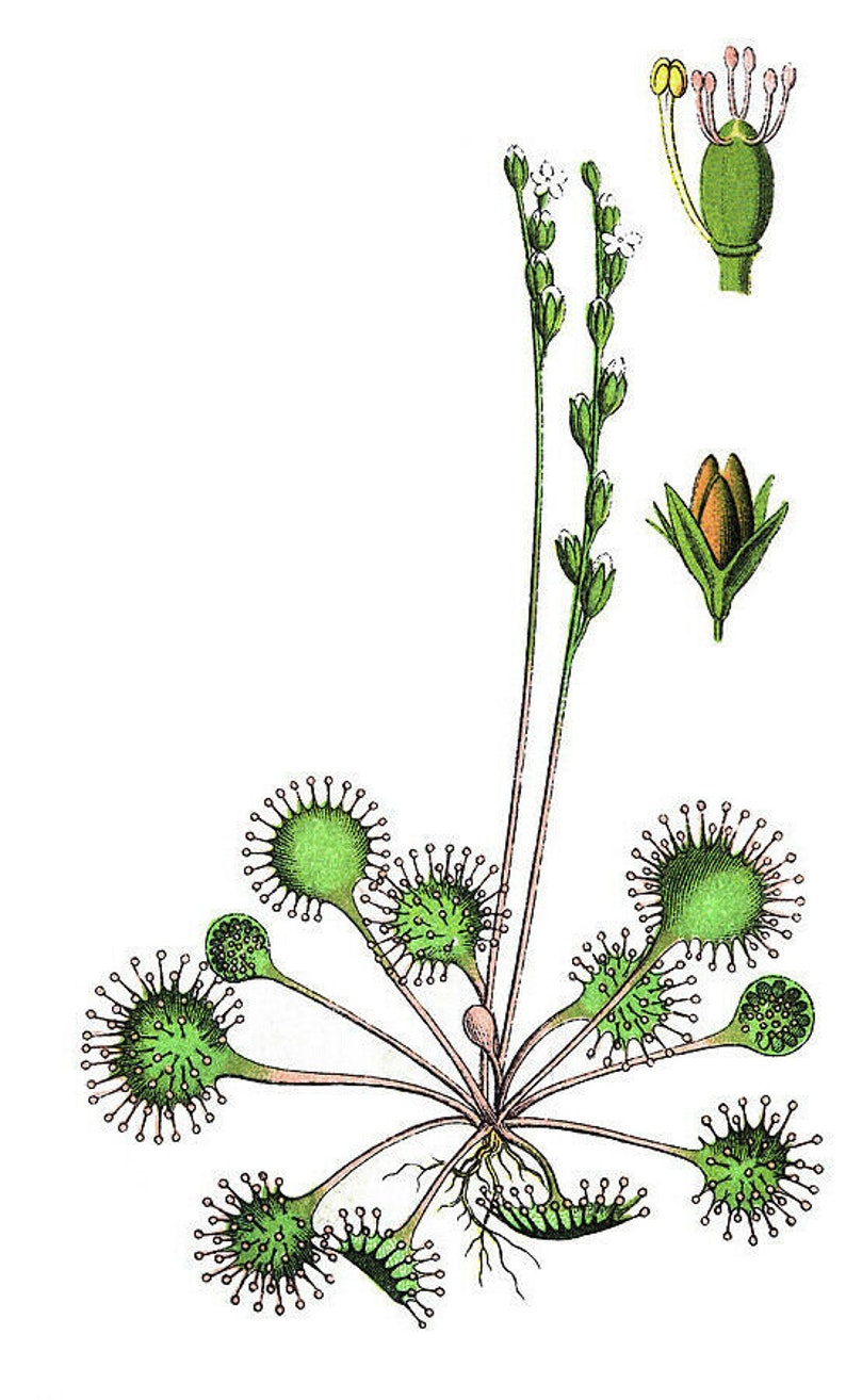 Sundew Roots Live Drosera Rotundifolia - Round Leaved Sundew - Bare Root - Adult - Etsy