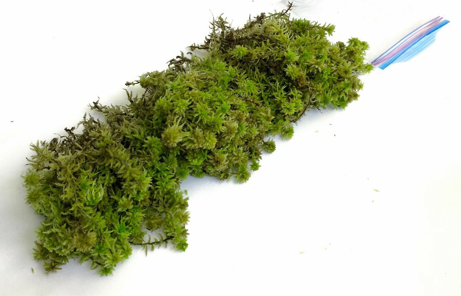 PREMIUM Fresh Live Organic Sphagnum Moss Orchids Terrarium Etsy