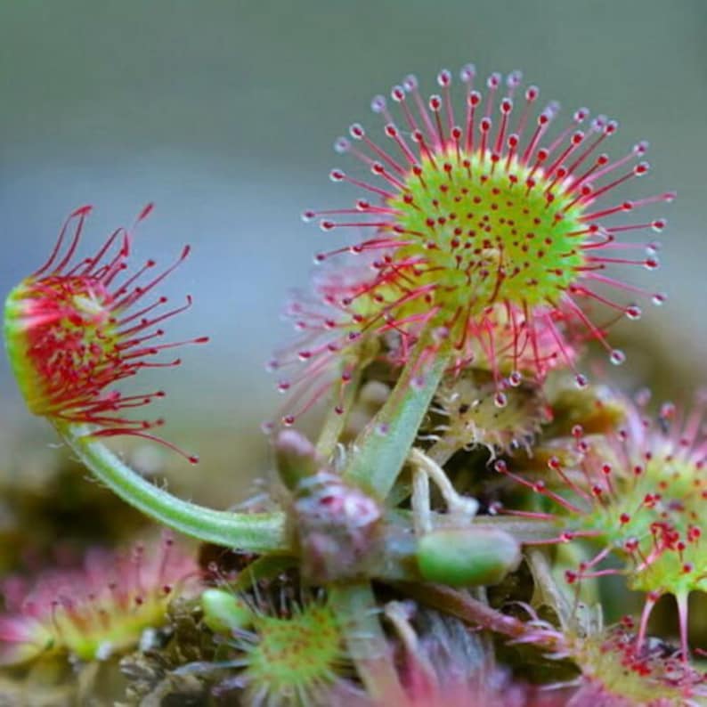 Sundew Roots Live Drosera Rotundifolia - Round Leaved Sundew - Bare Root - Adult - Etsy
