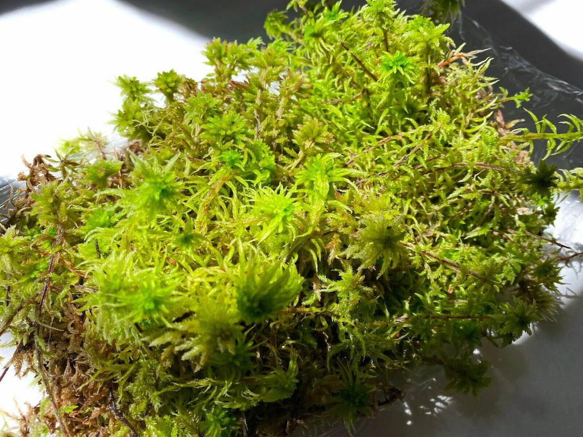 Can I Use Sphagnum Peat Moss For Orchids at Timothy Campbell blog