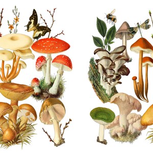 May include: A vintage illustration of a variety of mushrooms, including red and white toadstools, brown mushrooms with white spots, and a cluster of small, white mushrooms. The illustration is set against a white background and features butterflies and dragonflies.