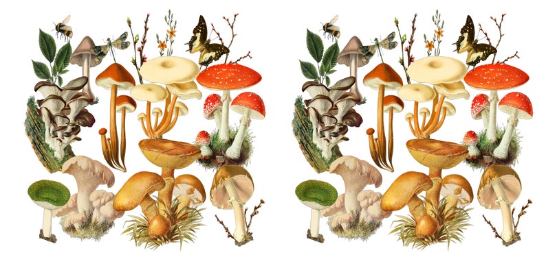 May include: A vintage illustration of a variety of mushrooms, including red and white toadstools, brown mushrooms with white spots, and a cluster of small, white mushrooms. The illustration is set against a white background and features butterflies and dragonflies.