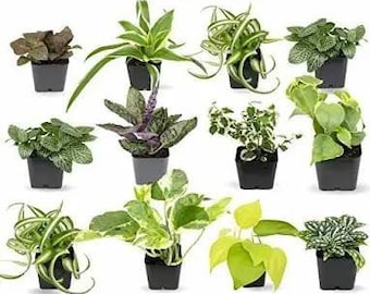 24 Pack Live Assorted Plants in 4" Pots. Grower's Choice...SHIPS FREE!!!