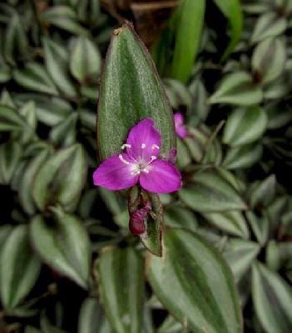 5 Potted Purple Zebra (Tradescantia Zebrina) Plants