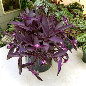 rubber tree plant indoor Burgundy Rubber Tree – Plant Shop GR