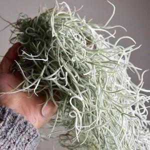 2.5 gal. bag of Spanish Moss ~ SHIPS FREE!!!