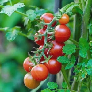 May include: A close-up of a cluster of ripe, red cherry tomatoes on a vine, with green leaves in the background. The tomatoes are round and plump, with a vibrant red color. The image showcases fresh produce.