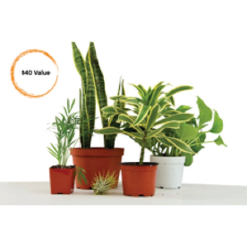 5 Different Assorted Live Plants in Starter Pots ~ FREE SHIPPING!!! - Etsy