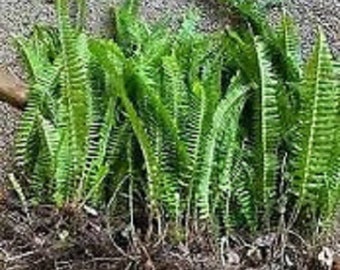 6 Boston Sword Fern bareroot SHIPS FREE