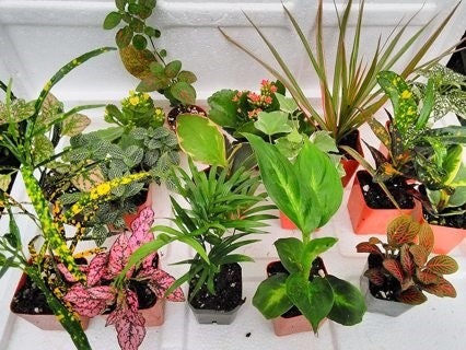 5 Different Assorted Live Plants in Starter Pots ~ FREE SHIPPING!!! - Etsy