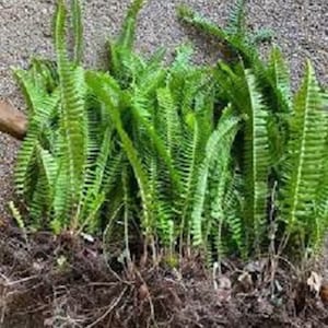 ON SALE!!! 6 Bare Root Boston Sword Fern with FREE Shipping!!!