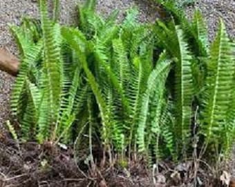 ON SALE!!! 12 Bare Root Boston Sword Fern with FREE Shipping!!!