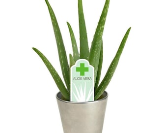 3 Aloe Vera Medicine Plants Bare Root with FREE Shipping!!!