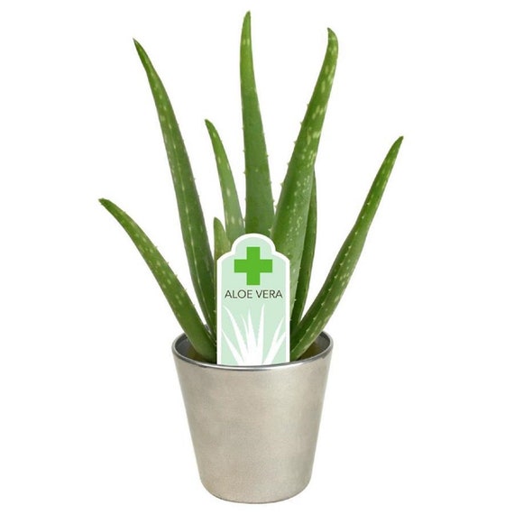 aloe vera var. chinensis Aloe Vera Chinensis Plants - 6-8 Inch Rooted Cuttings - Skin Care Saplings