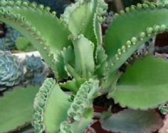 ON SALE!!! 4 Kalanchoe Mexican Hat Fairy Garden Succulents Bare Root "While They Last. Free Shipping!!!