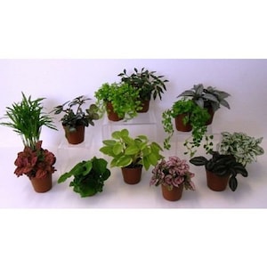 5 Different Assorted Live Plants in Starter Pots ~ FREE SHIPPING!!!
