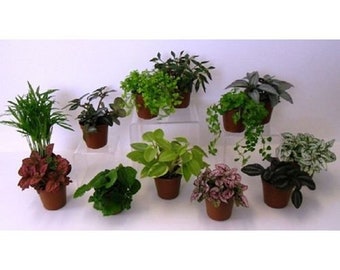 5 Different Assorted Live Plants in Starter Pots ~ FREE SHIPPING!!!