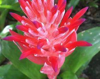 2 Billbergia Pyramidalis Flaming Torch Bromeliad Bareroot Plant ~ SHIPS FREE!!!