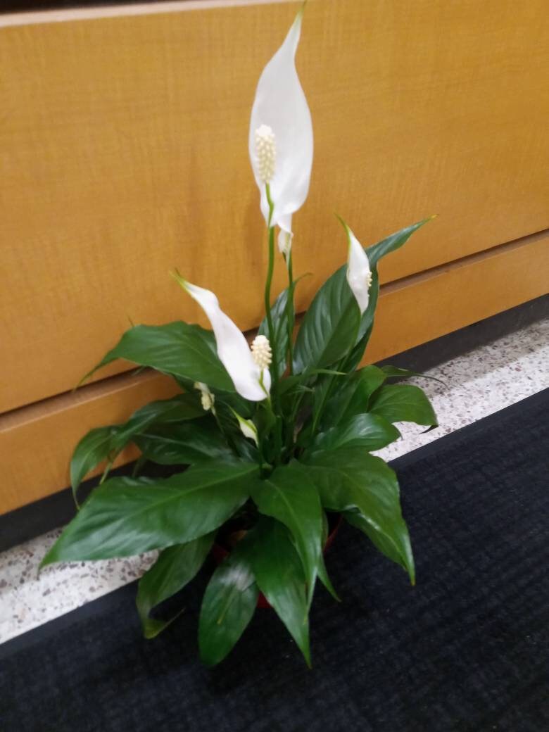 Flowering Potted Plants – House Plant Port