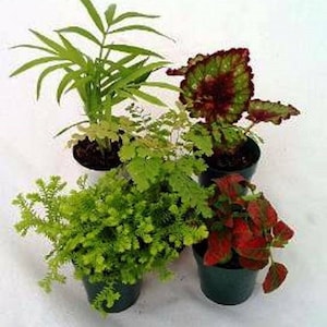 May include: Four potted plants in small black pots. The plants include a fern, a leafy green plant, a red and green leafy plant, and a green plant with long, thin leaves.