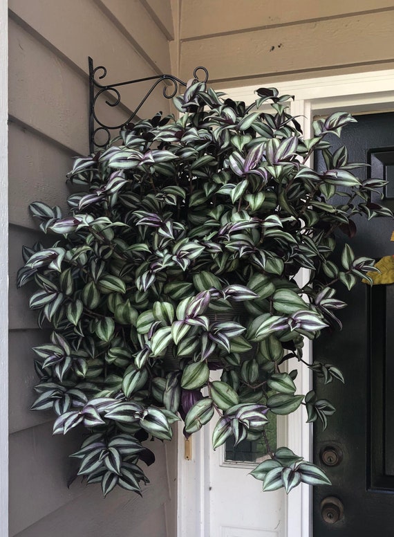 plantsですm(._.)m DYI Hanging Plant SUMMER SALE!!! Purple Zebra Wandering Jew