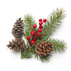 12 Various Sized Pinecones!!!