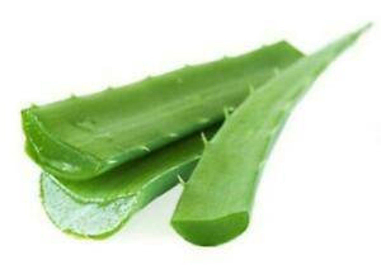 1lb Fresh Cut Aloe Vera Medicine Plant Leaves Etsy