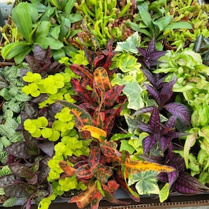 5 Live Plants in 2" Starter Pots with FREE SHIPPING!!!