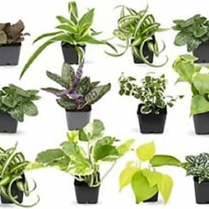 Terrarium Plants (3 Plants) (Assorted Varieties) (2" Pots) ~ SHIPS FREE! (seller's choice)