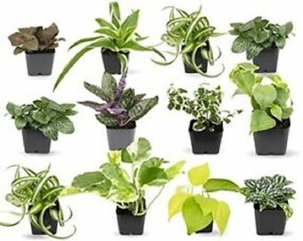 Terrarium Plants (3 Plants) (Assorted Varieties) (2" Pots) ~ SHIPS FREE! (seller's choice)