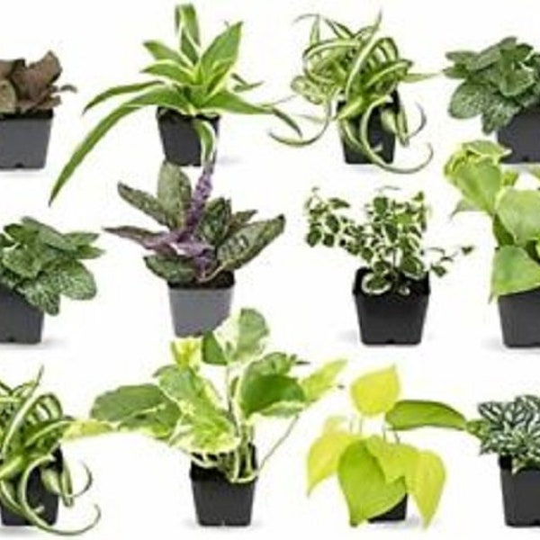 Terrarium Plants (3 Plants) (Assorted Varieties) (2" Pots) ~ SHIPS FREE! (seller's choice)