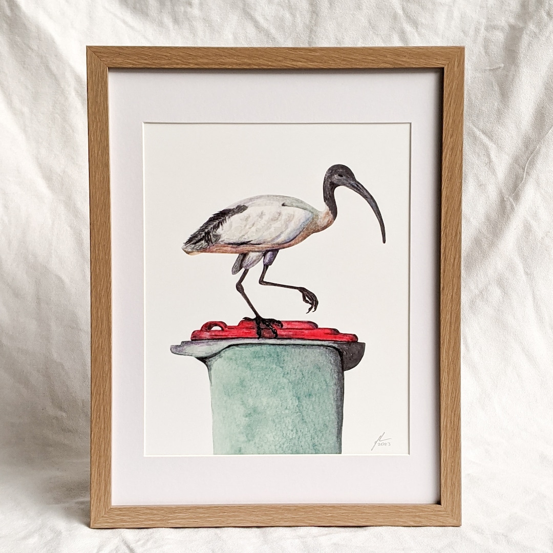 Bin Chicken Art Print Etsy bin-chicken-art-print-etsy