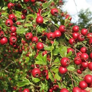 May include: A close-up of a branch of a hawthorn tree with many red berries. The berries are clustered together and are surrounded by green leaves.