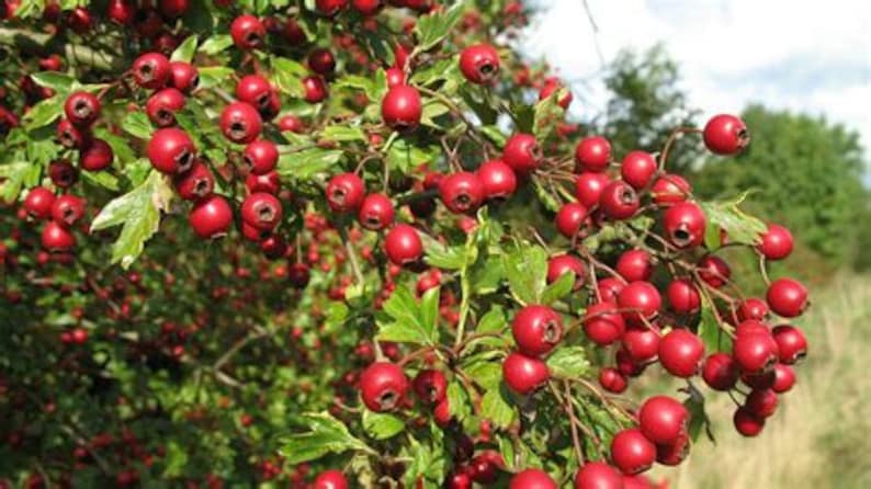 May include: A close-up of a branch of a hawthorn tree with many red berries. The berries are clustered together and are surrounded by green leaves.