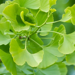 May include: Close-up of a ginkgo tree branch with vibrant green fan-shaped leaves.