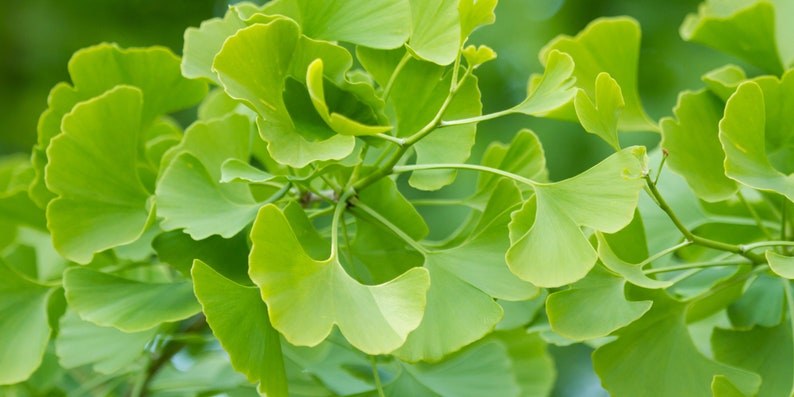 May include: Close-up of a ginkgo tree branch with vibrant green fan-shaped leaves.