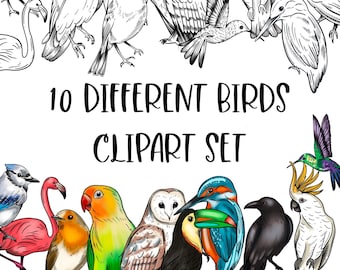 May include: A digital clipart set of 10 different bird illustrations. The birds are drawn in black and white and color, and include a flamingo, owl, toucan, hummingbird, parrot, and more.