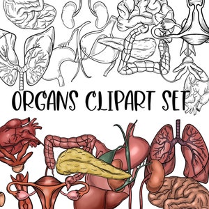 Organs Clipart Set. Digital Download. Colored and Black and White Lineart
