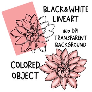 Może przedstawiać: Czarno-biała ilustracja liniowa r&oacute;żowego kwiatu z 10 płatkami. Kwiat znajduje się na r&oacute;żowym tle. Tekst "BLACK & WHITE LINEART" znajduje się nad kwiatem. Tekst "300 DPI TRANSPARENT BACKGROUND" znajduje się pod kwiatem. Tekst "COLORED OBJECT" znajduje się pod kwiatem.