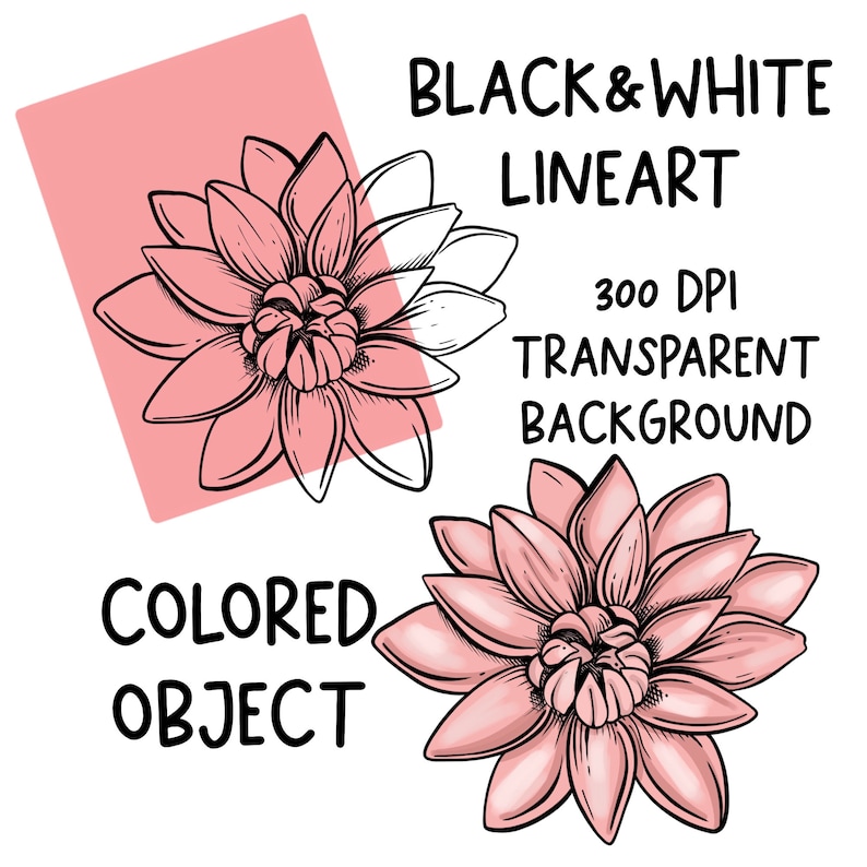 Może przedstawiać: Czarno-biała ilustracja liniowa r&oacute;żowego kwiatu z 10 płatkami. Kwiat znajduje się na r&oacute;żowym tle. Tekst "BLACK & WHITE LINEART" znajduje się nad kwiatem. Tekst "300 DPI TRANSPARENT BACKGROUND" znajduje się pod kwiatem. Tekst "COLORED OBJECT" znajduje się pod kwiatem.