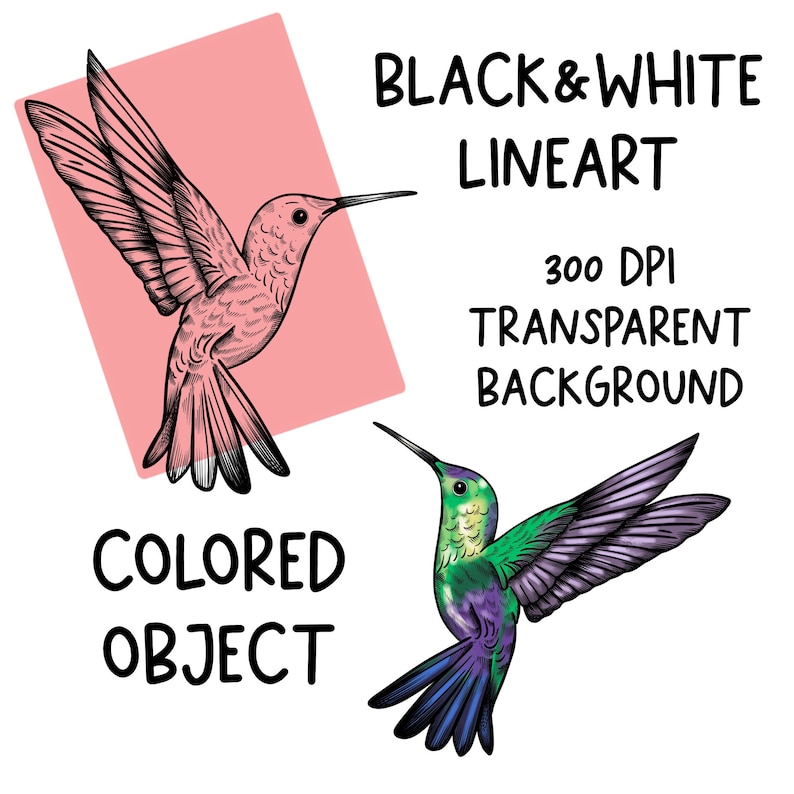 May include: Two hummingbirds, one pink and one green, are drawn in a black and white line art style. The text "BLACK & WHITE LINEART" is above the hummingbirds. The text "300 DPI TRANSPARENT BACKGROUND" is below the hummingbirds. The text "COLORED OBJECT" is below the pink hummingbird.