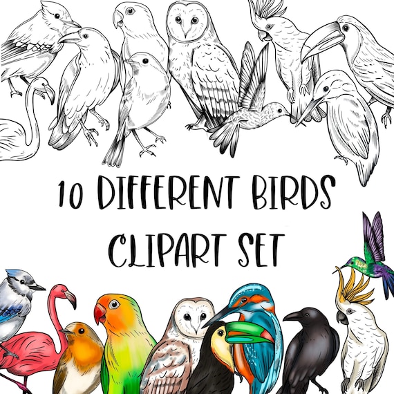 Bird elements Clipart, black and white and colored versions. DIGITAL download.
