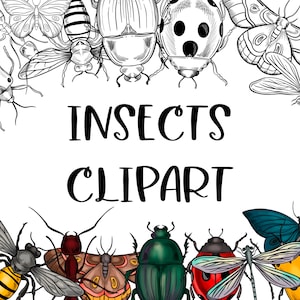 8 Insects Clipart Set in black and white and colored versions. DIGITAL download.
