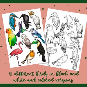 May include: Two images of 10 different birds. The first image shows the birds in color, while the second image shows the same birds in black and white.