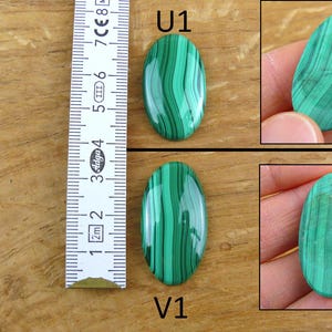 May include: Two oval-shaped malachite gemstones with a vibrant green color and unique striped patterns. The gemstones are displayed next to a ruler, with one gemstone measuring approximately 2 inches in length. The gemstones are labeled U1 and V1.