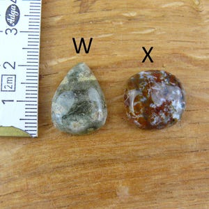 May include: Two polished gemstones labeled W and X next to a ruler. Gemstone W is a teardrop-shaped stone with green and grey mottled patterns. Gemstone X is a round, reddish-brown stone with white inclusions. The ruler shows a scale in centimeters.