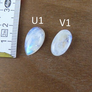 May include: Two polished moonstone cabochons labeled U1 and V1, with U1 being pear-shaped and V1 being oval. A white measuring tape is positioned to the left, showing the stones are approximately 1.25 inches in length for the larger piece.