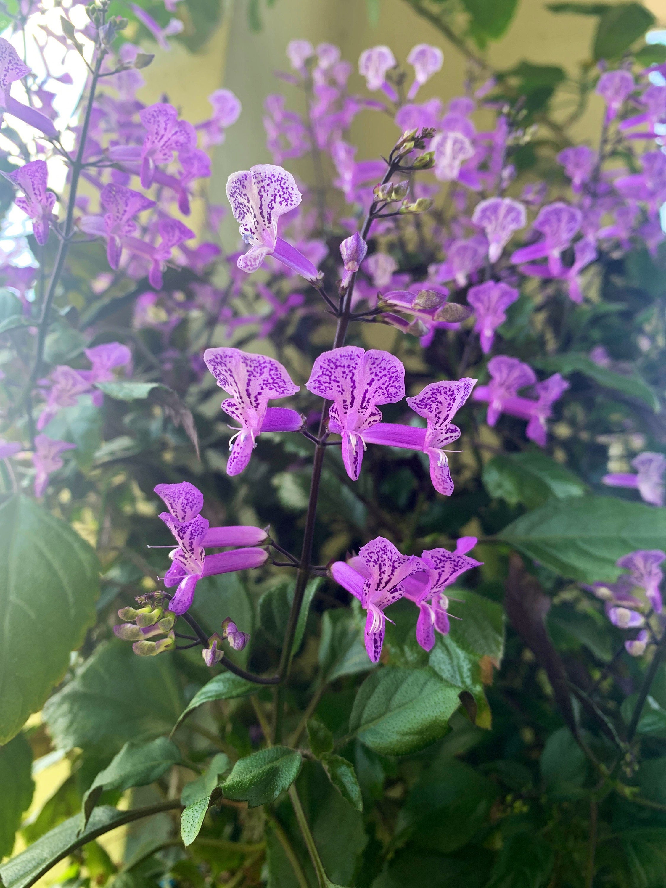 Spur flower Orchid Mona Lavender Plectranthus Abundance of Etsy