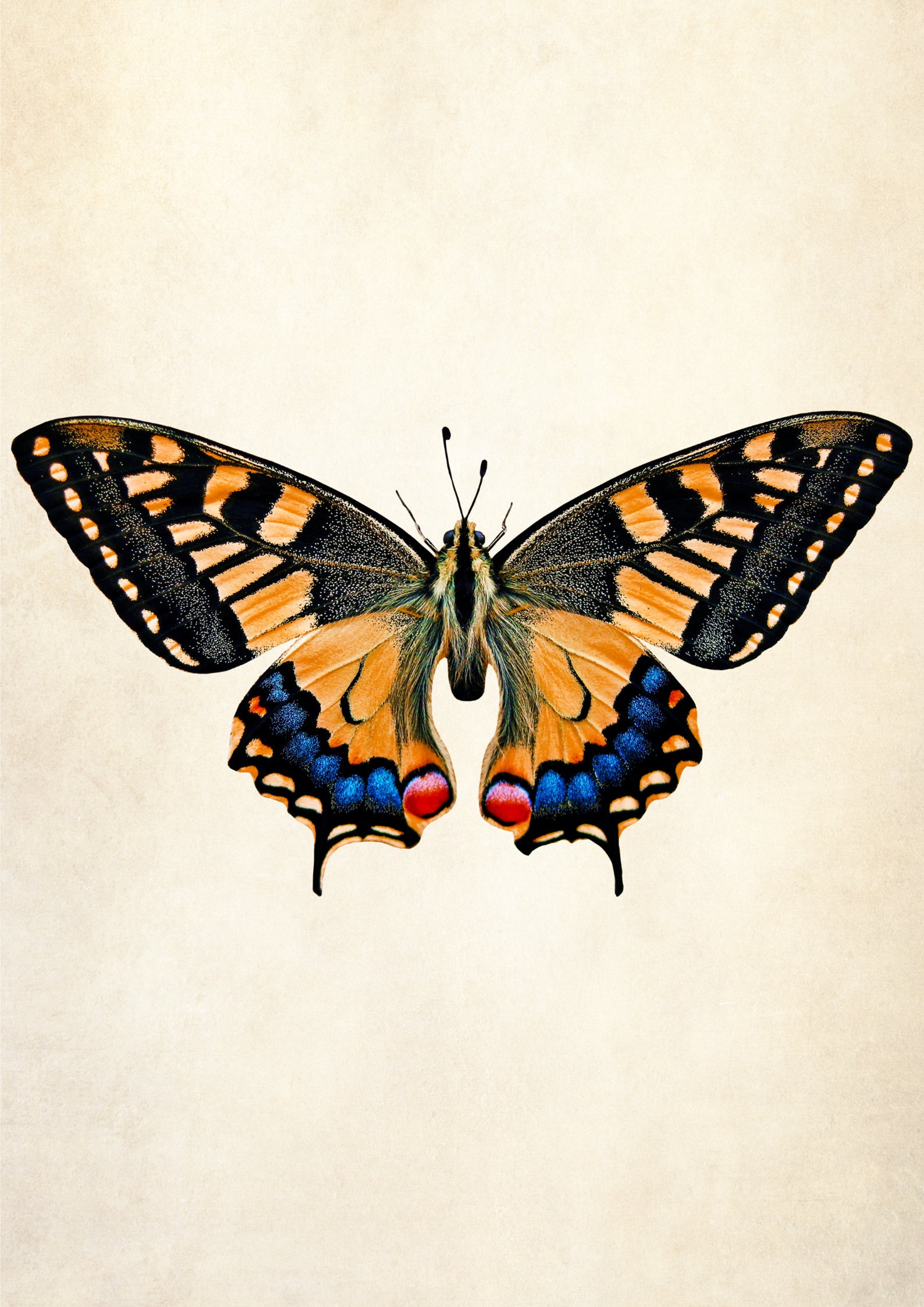 Digital poster butterfly 6 high quality A3 PRINTABLE Etsy