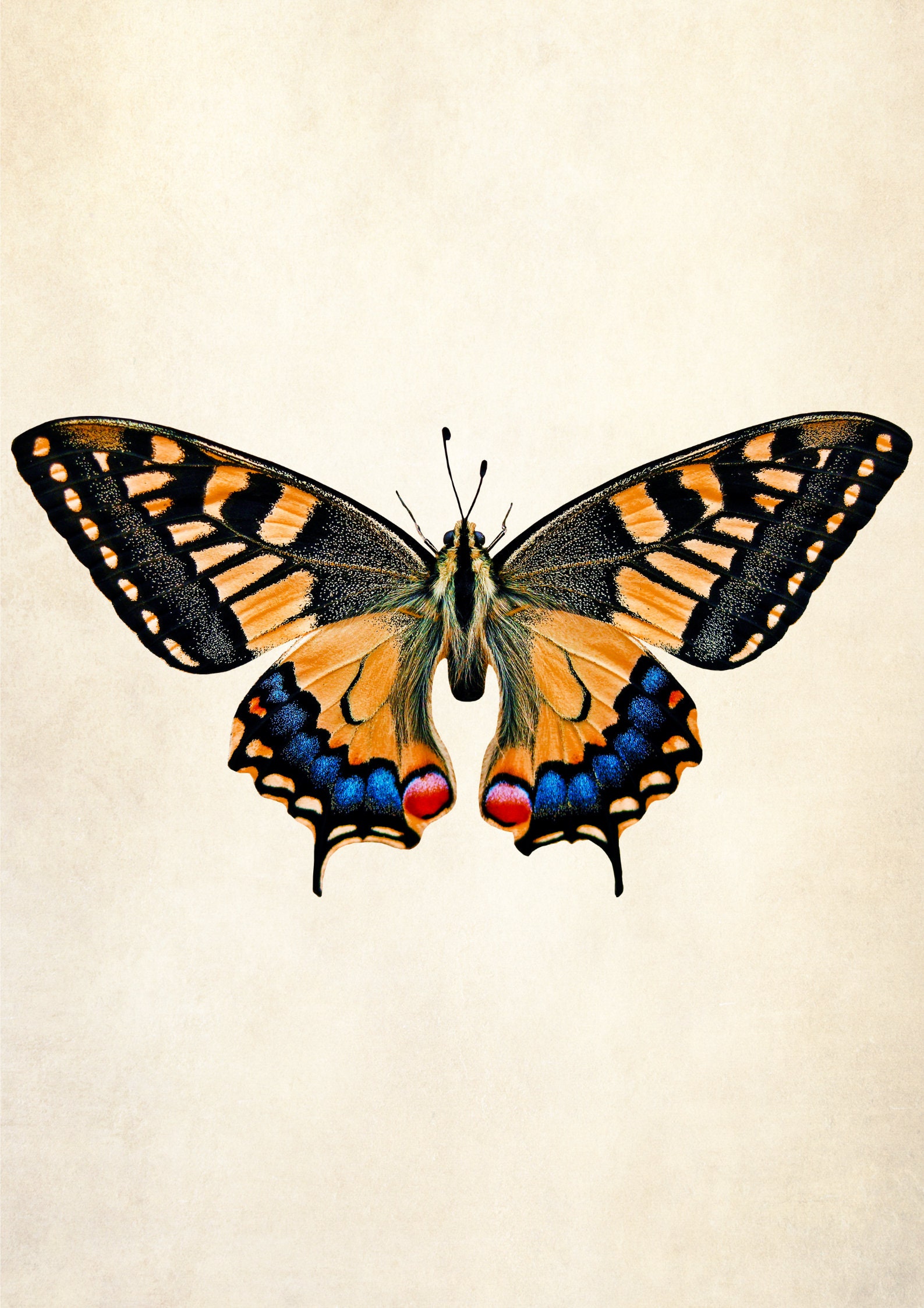 Digital poster butterfly 6 high quality A3 PRINTABLE Etsy